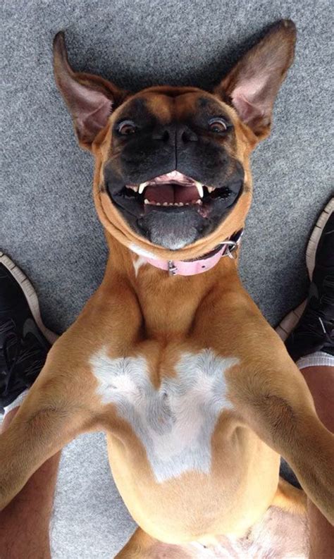 107 Animals Taking Selfies That Will Make You Smile Lachende Dieren