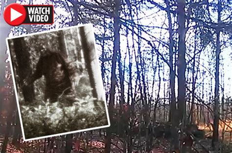 Bigfoot Proof Roars Of Mythical Beast Spark Frenzy Daily Star