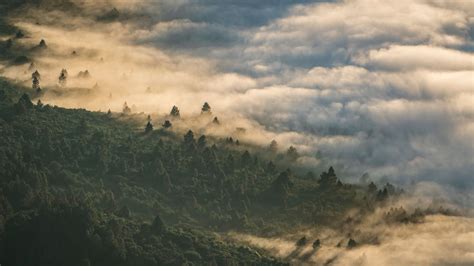 Download Wallpaper 1920x1080 Forest Clouds Aerial View