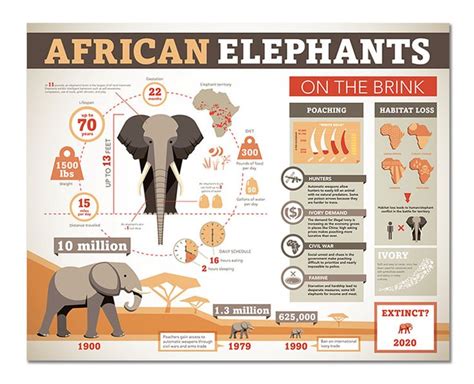 Elephant Infographic Animal Infographic Zoo Project Wildlife