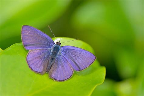The Ciliate Blue Moth Caterpillar Blue Butterfly