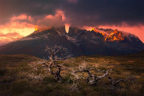 Green Withered Tree Near Mountain Mountains Sunset Torres Del Paine