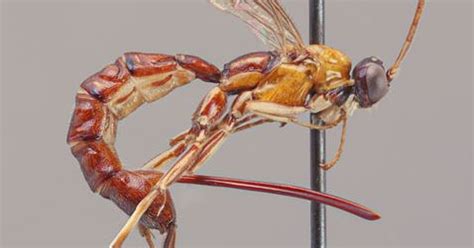New Wasp Species With Giant Stinger Found In Amazon Scientists Say