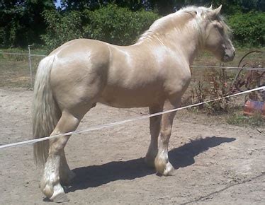 I don't know how much touching up was done, but this horse was photographed by a. American Cream Draft Horse Info, Origin, History, Pictures
