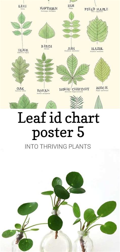 Vegetable Leaf Identification Chart