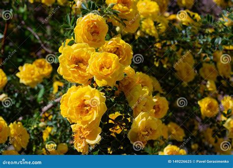 Yellow Wild Rose Bush In Bloom Stock Image Image Of Natural Dogrose