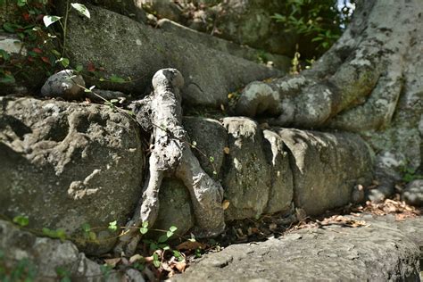 和歌山城の写真人の形をした木の根っこ 哀瓜多法師仮さん 攻城団