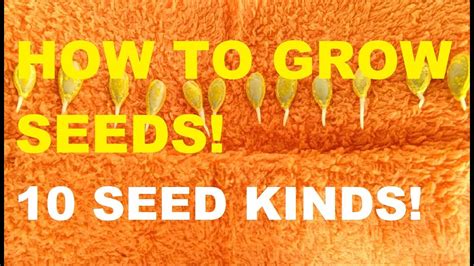 How To Grow Seeds Plant Seeds Gardening Philippines Youtube