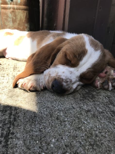 He opens the sliding door by himself to come in to the house. Basset Hound Puppies For Sale | Anderson, SC #275789