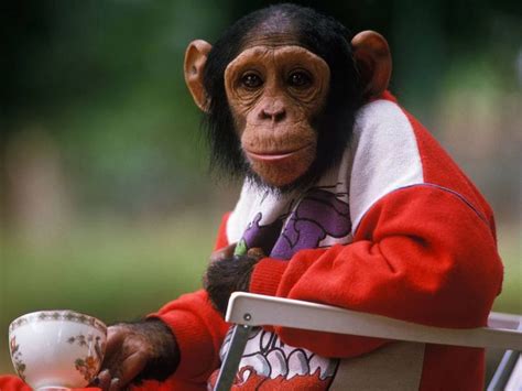 Dressed Like Granny Top 10 Cutest Animals Chimp Cute Monkey