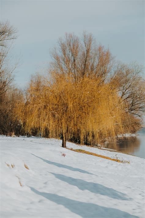 Free Picture Winter Day Sunny Riverbank Snow River Beachfront