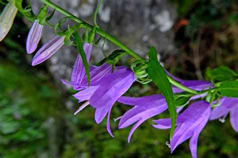 Campanula Rapunculoides Campanulaceae Image 86133 At PhytoImages Siu Edu