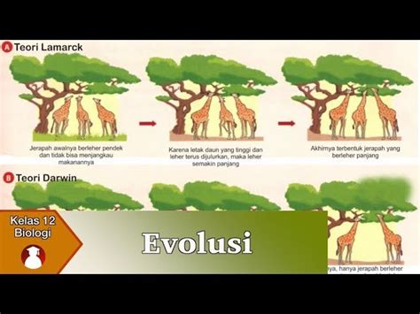 Materi Evolusi Biologi Kelas Contoh Teori Dan Sejarahnya Pahamify
