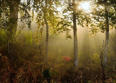 Morning Fog In The Forest With Beautiful Sun Rays Stock Photo Image