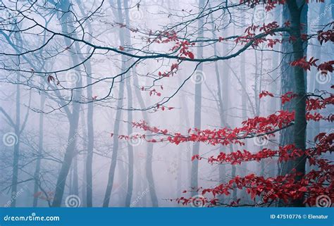 Tree In The Misty Autumn Forest Stock Photo Image Of Natural Foggy