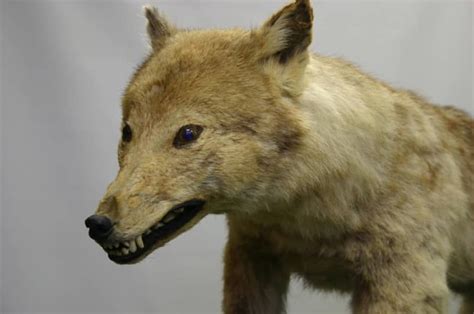 Debate Over Japans Extinct Wolf Grows Japan Up Close