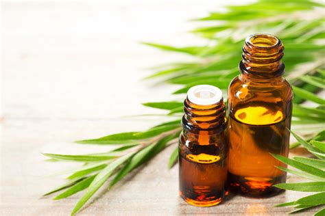 It's used in everything from cosmetic skin products such as face washes and creams, to massage oils, household cleaners and even detergent. Top 29 Amazing Tea Tree Oil Uses and Benefits Uncovered ...
