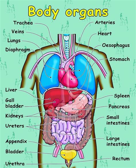 Human Body Organ Chart