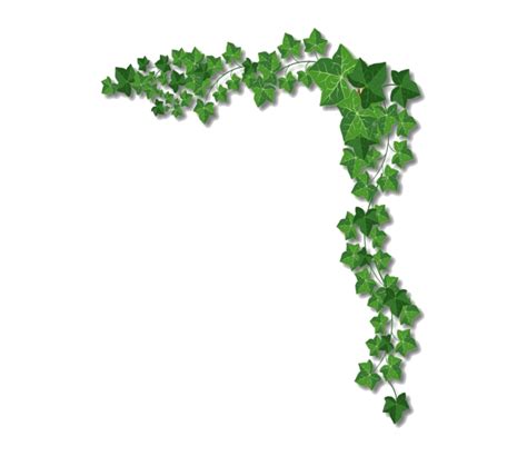 Ivy Png Photo Png Mart