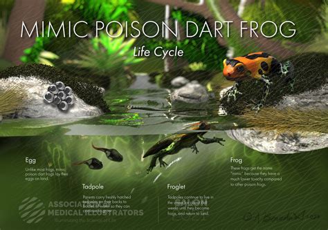 Mimic Poison Dart Frog Life Cycle Ami Meeting 2021