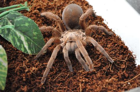 Goliaths don't usually eat birds, but they are big enough to be able to—and occasionally they do. Bird Eating Tarantula Free Stock Photo - Public Domain ...