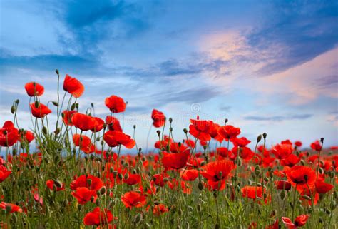 Amazing Poppy Field Landscape Against Colorful Sky Stock Photo Image