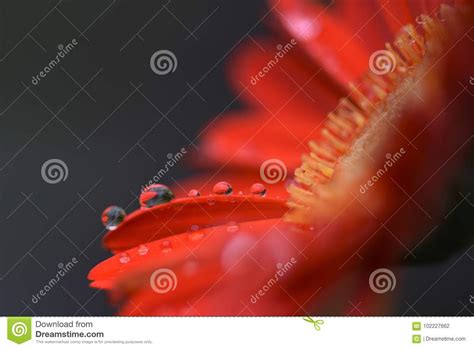 Macro Photography Image Of Red Orange Gerbera Flower With Clear Rain