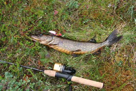 Filepike Fishing In Finland Wikimedia Commons