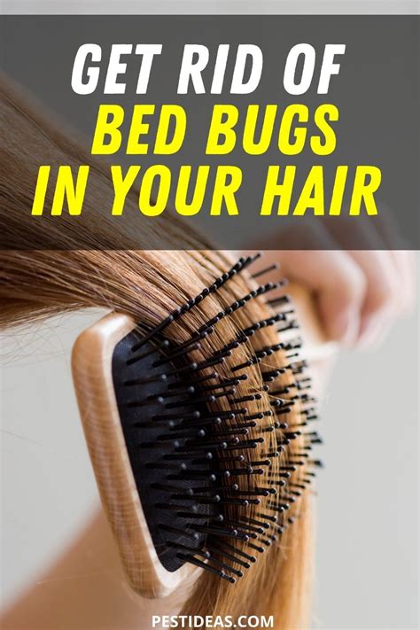 Get Rid Of Bed Bugs In Your Hair Rid Of Bed Bugs Bed Bugs Diy Pest