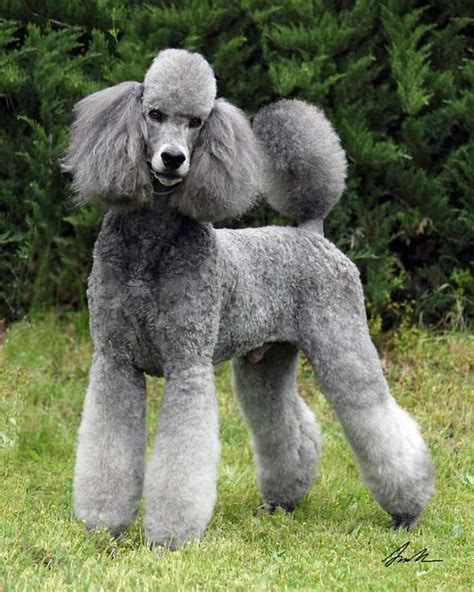 On average, they will grow to around 24 inches tall, weighing somewhere between 40 and 70 pounds. Spirit Standard Poodles - Barbie's Page | Poodle, Pretty ...