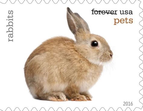 10 Forever Rabbit Stamps Pet Bunny Rabbit Postage Stamps For Mailing