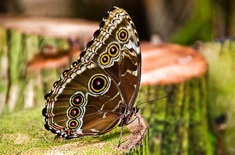 Female Blue Morpho Butterfly Pic 7 Biological Science Picture