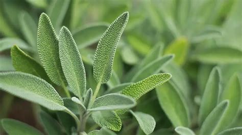 Hierba Salvia Tricolor Consejos Para El Cultivo De Plantas De Salvia