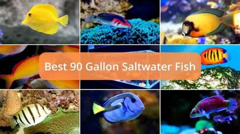 Here Are The Best Saltwater Fish For A Gallon Aquarium Tank