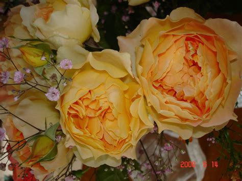 Rosen überzeugen im garten nicht nur mit ihren variantenreichen blüten, sondern oftmals auch mit ihren duftnoten. Rosen aus dem Garten | Garten, Pflanzen, Rosen