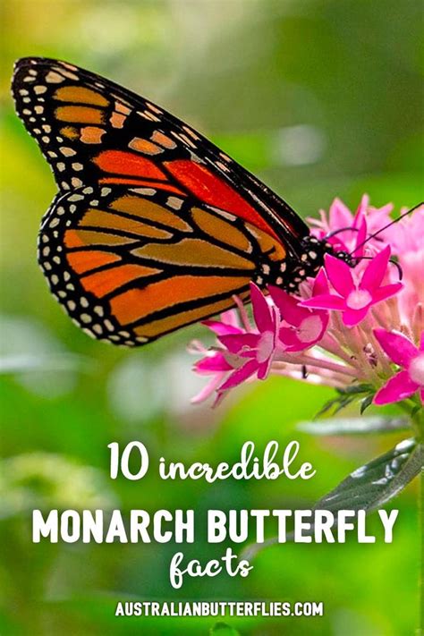 10 Incredible Facts About Monarch Butterfly Monarch Butterfly Facts