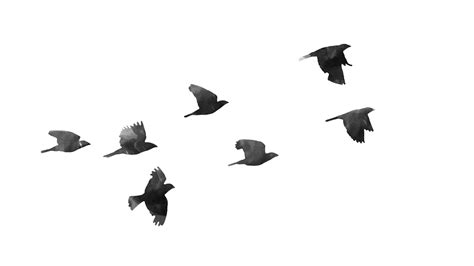 Flock Of Birds Png Images Transparent Free Download Pngmart Com