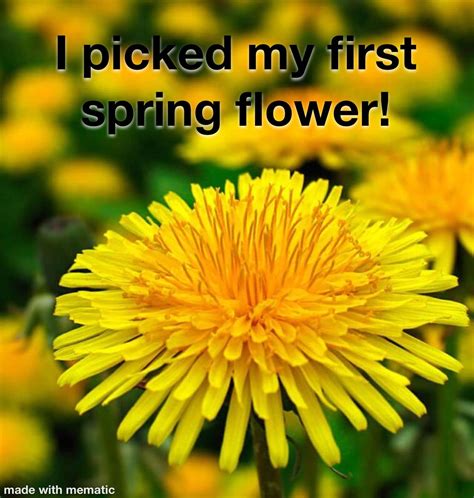 Pin By Linda Chumbley On Humor Me Spring Flowers Humor Snide
