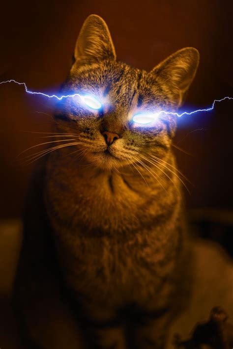 Lightning Cat Photoshop Photos Of Eyes Photo Effects
