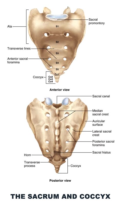 Sacrum Coccyx Anatomy Human Body Anatomy