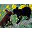 Baby Bear Pictures  Cubs Bears HowStuffWorks