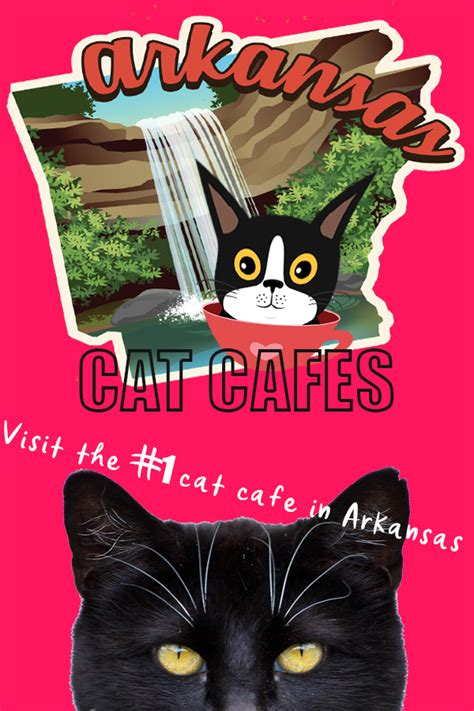 Sip n purr owner katy mchugh got the idea to open a cat cafe when she visited one in amsterdam nearly two years ago. Cat Cafe In Wisconsin