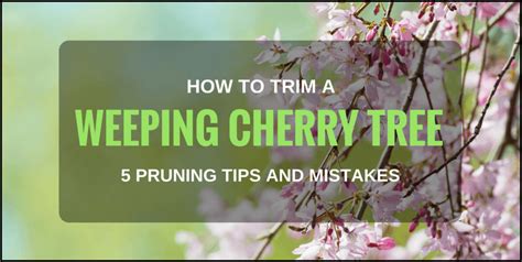How To Prune A Weeping Cherry Tree The Garden