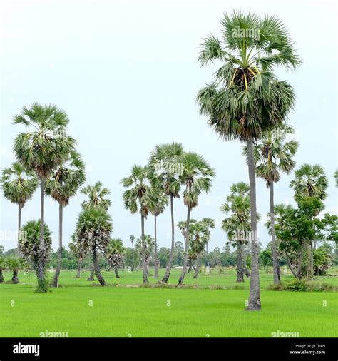 Sugar Palm Tree In A Field In Phetchaburi Province Thailand Stock