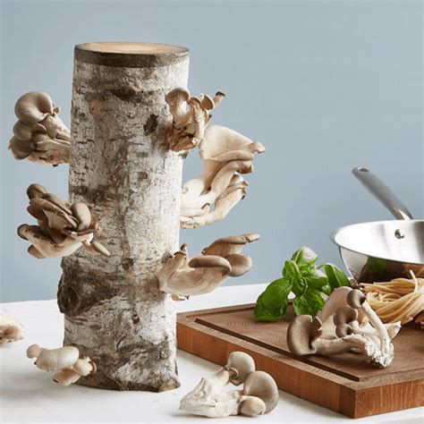 The 8 Best Mushroom Growing Kits And Logs Of 2023 Updated