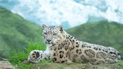 A Beautiful Snow Leopard Snow Leopards Are Found In The Wild In The