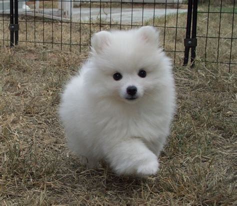 Toy American Eskimo I Want More Puppies When Im Rich For