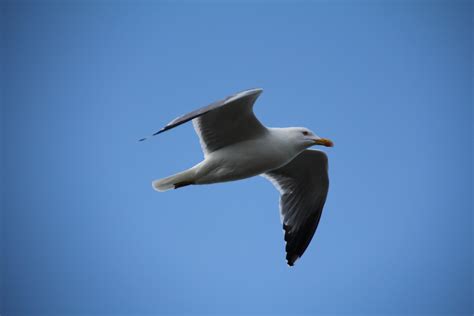 картинки птица крыло небо морские птицы летать Чайка клюв рейс
