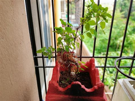 Sacred Tulsi Plant In A Special Earthen Pot Painted Stock Image Image