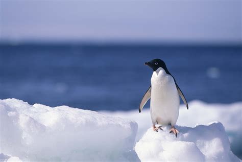 Penguin Full Hd Wallpaper And Background Image 2560x1715 Id367222